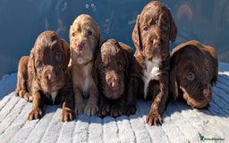 Cocker Spaniel dogs for stud: Gov - Fully Health Tested WCS Stud - Image 5