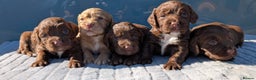 Cocker Spaniel dogs for stud: Gov - Fully Health Tested WCS Stud - Advert 5