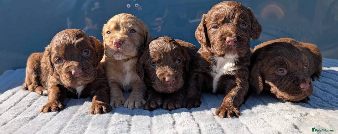 Cocker Spaniel dogs for stud: Gov - Fully Health Tested WCS Stud - Image 5