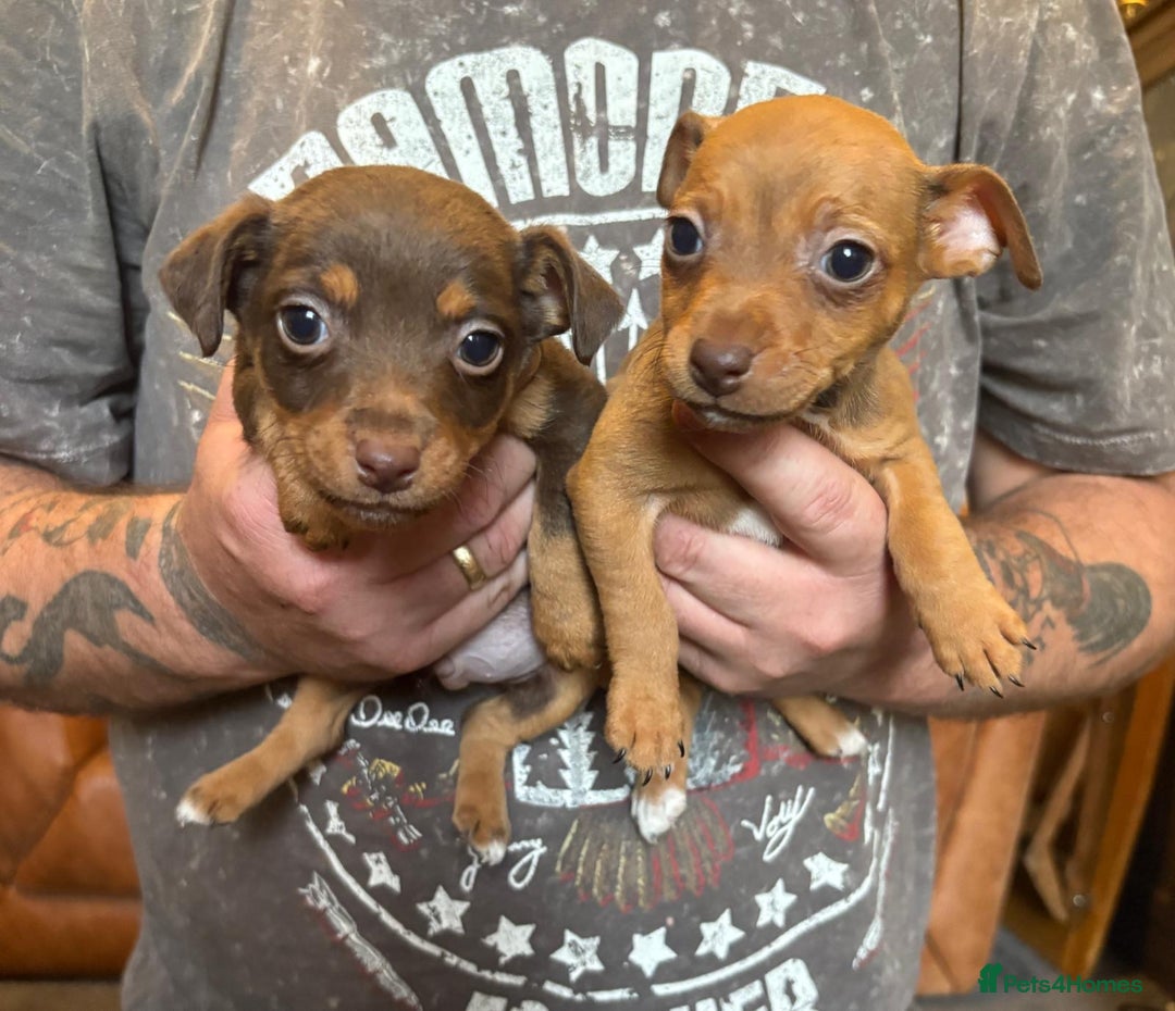 Jack Russell dogs for sale: Beautiful miniature jack russell puppies  - Image 29