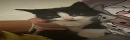Mixed Breed cats for sale: Kittens for sale  in Cambridge - Advert 10