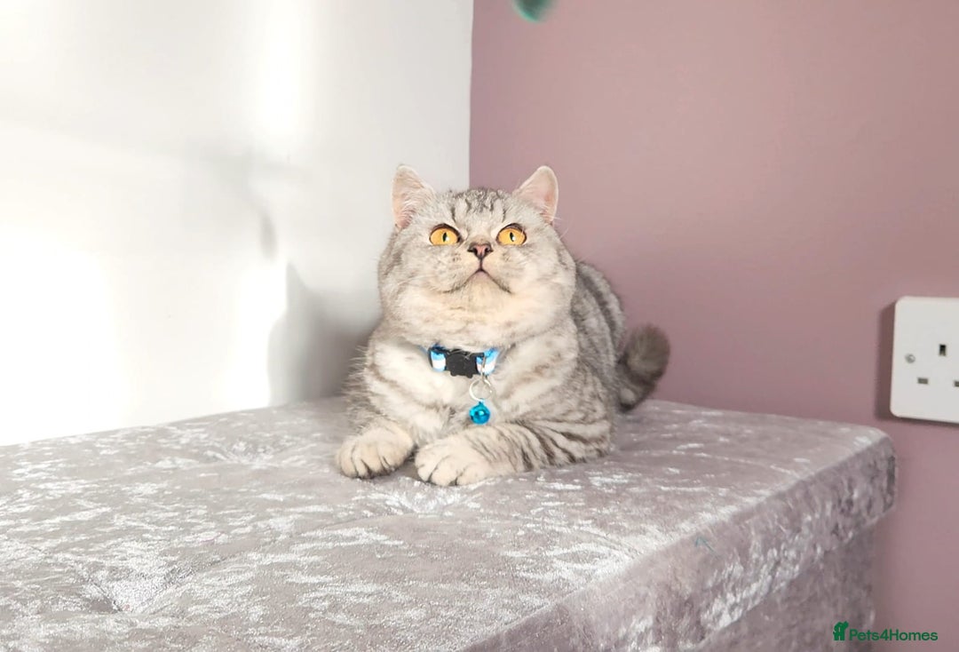British Shorthair cats for sale: Amazing Quality Pedigree British Shorthair Kittens - Advert 19