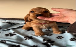 Cocker Spaniel dogs for sale: Golden show type cocker spaniel puppies  - Image 12