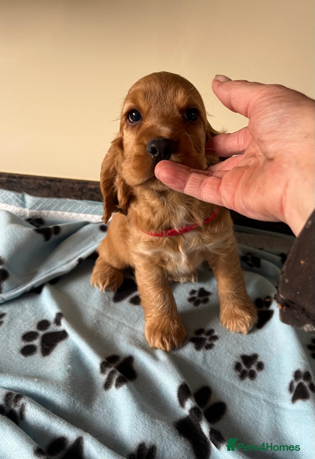 Cocker Spaniel dogs for sale: Golden show type cocker spaniel puppies  - Image 12