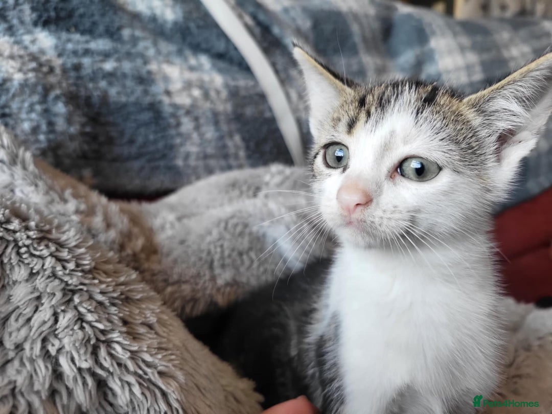 Mixed Breed cats for sale: 4 beautiful little kittens  - Image 4