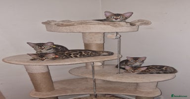 Bengal cats - Advert 11