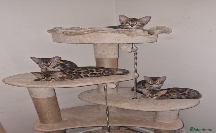 Bengal cats - Advert 3