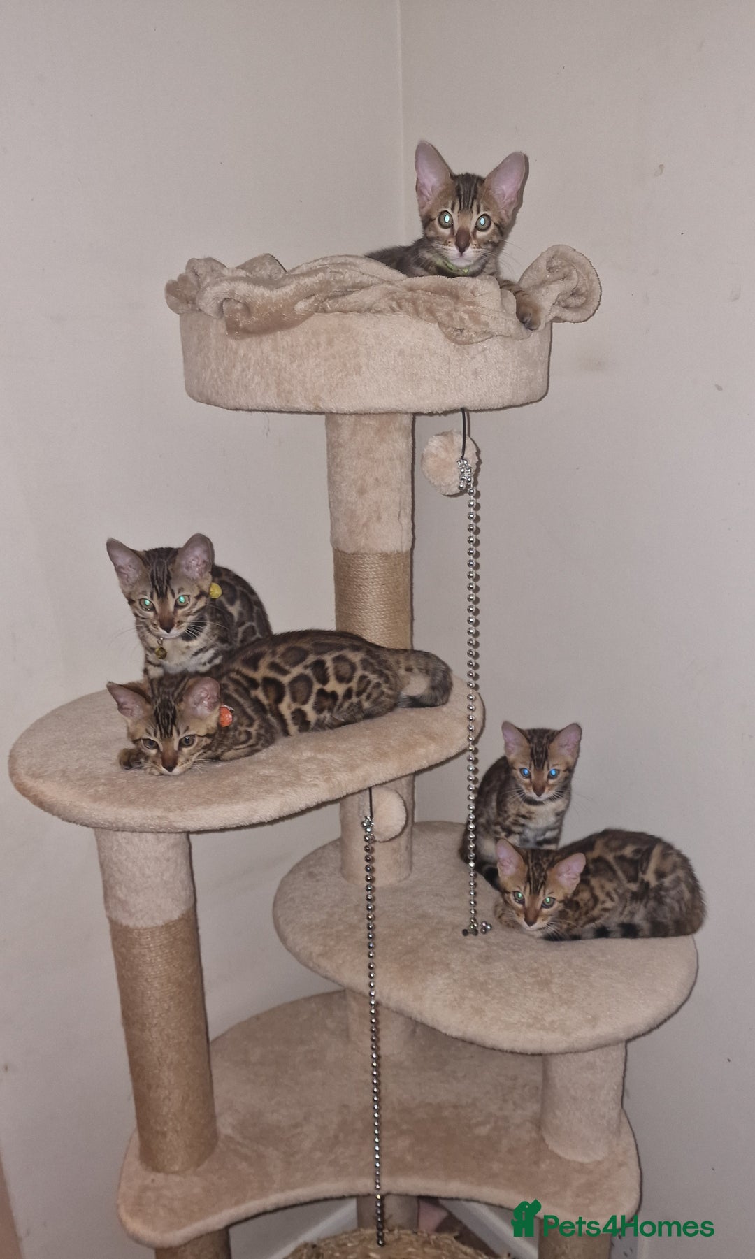 Bengal cats for sale: 3 Gorgeous Bengals kittens 😻😻❤️❤️❤️ - Image 1