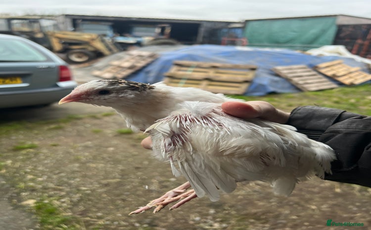 Quail poultry - Advert 1