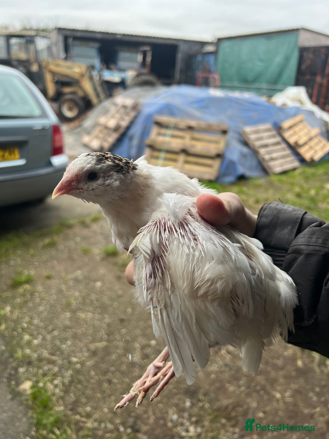 Quail poultry for sale: Trio White Jumbo Quail - Image 1