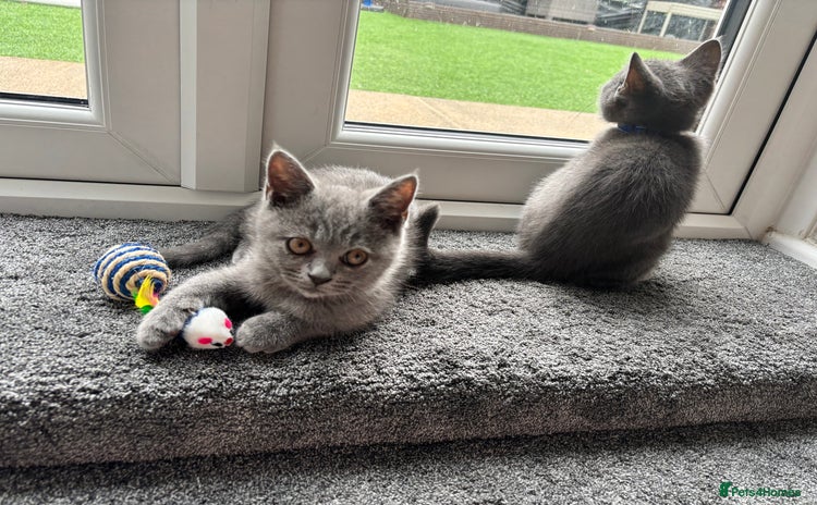 British Shorthair cats for sale - Advert 1