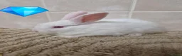 Mini Lion Lop rabbits for sale: Mini lion lops - Advert 10