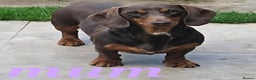 Miniature Dachshund dogs for sale: Beautiful kc miniature Dachshund puppies  - Advert 4