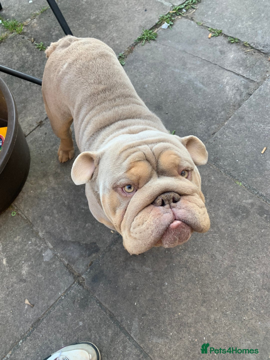 English Bulldog dogs for sale: English bulldog  - Advert 1