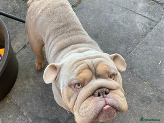 English Bulldog dogs English bulldog - Advert 1