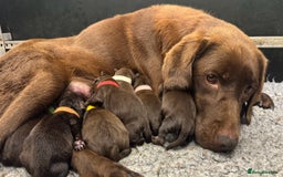 Labrador Retriever dogs for sale: Kennel Club Reg Chocolate Labrador puppies  - Image 6