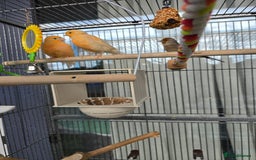 Canaries birds for sale: Canaries for sale - Image 3