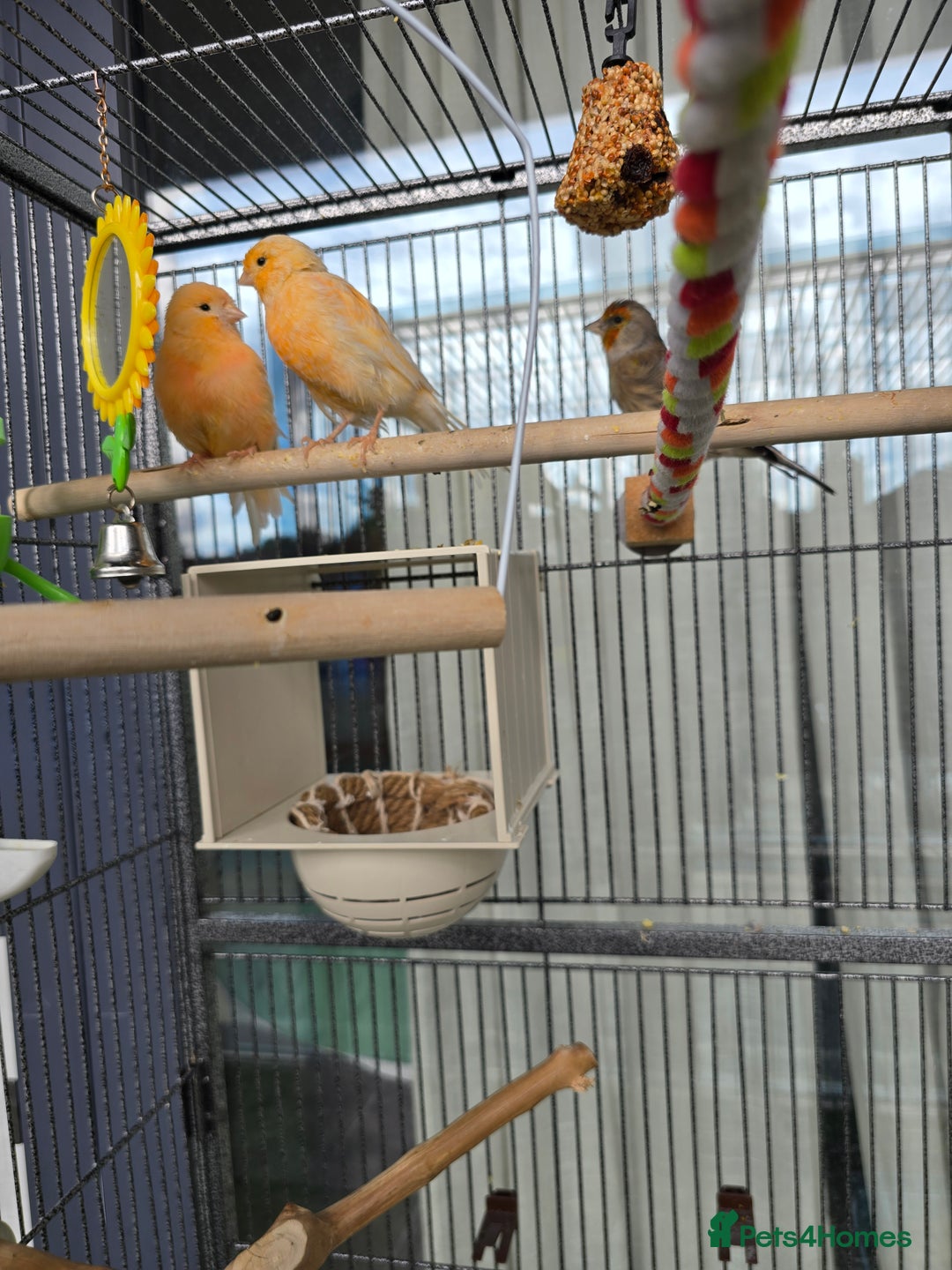 Canaries birds for sale: Canaries for sale - Image 3