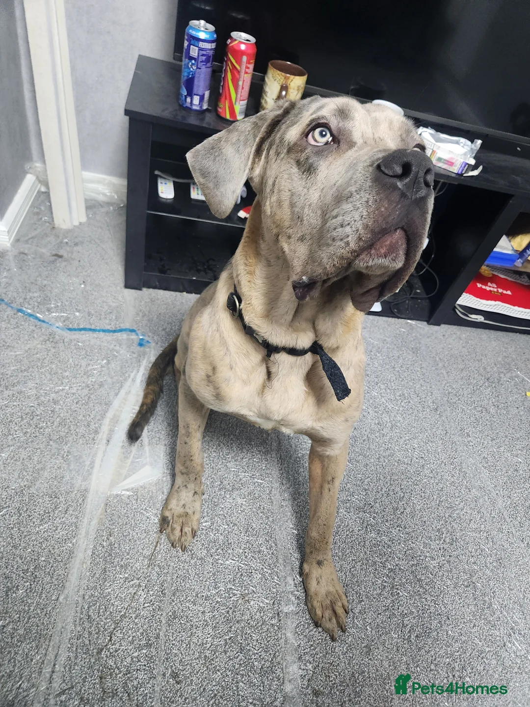 Cane Corso dogs for sale: European Cane Corso for Sale Birmingham in Birmingham - Advert 2