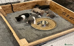 Jack Russell dogs for sale: Rare coloured miniature Jack Russel puppies  - Image 10
