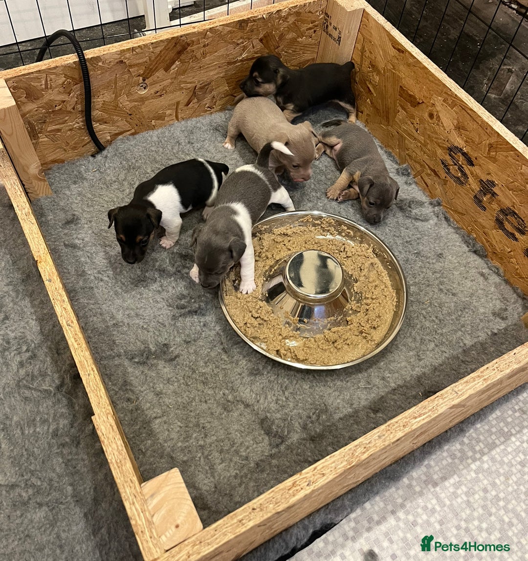 Jack Russell dogs for sale: Rare coloured miniature Jack Russel puppies  - Image 10