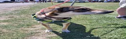 Mixed Breed dogs for adoption: Star ⭐  in Stoke-on-Trent - Advert 4