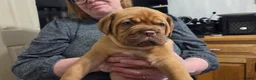 Dogue De Bordeaux dogs for sale: Dogue Du Bordeaux Puppies for Sale - Advert 6