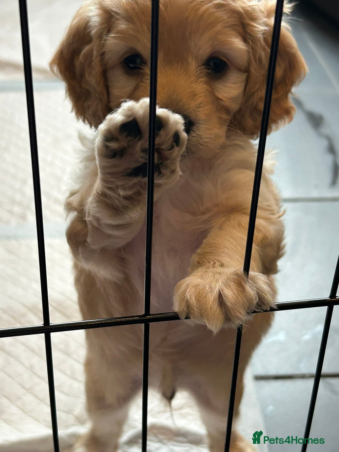 Cockapoo dogs for sale: F2 Cockapoo Puppies - Image 13