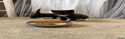Ragdoll cats for sale: Half Ragdoll Kittens - Advert 9