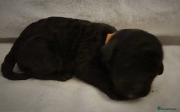 Cockapoo dogs for sale: sable & phantom & tri colour cockapoo puppies  - Image 4