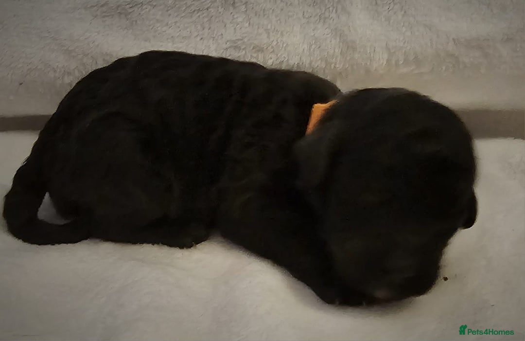 Cockapoo dogs for sale: sable & phantom & tri colour cockapoo puppies  - Image 4