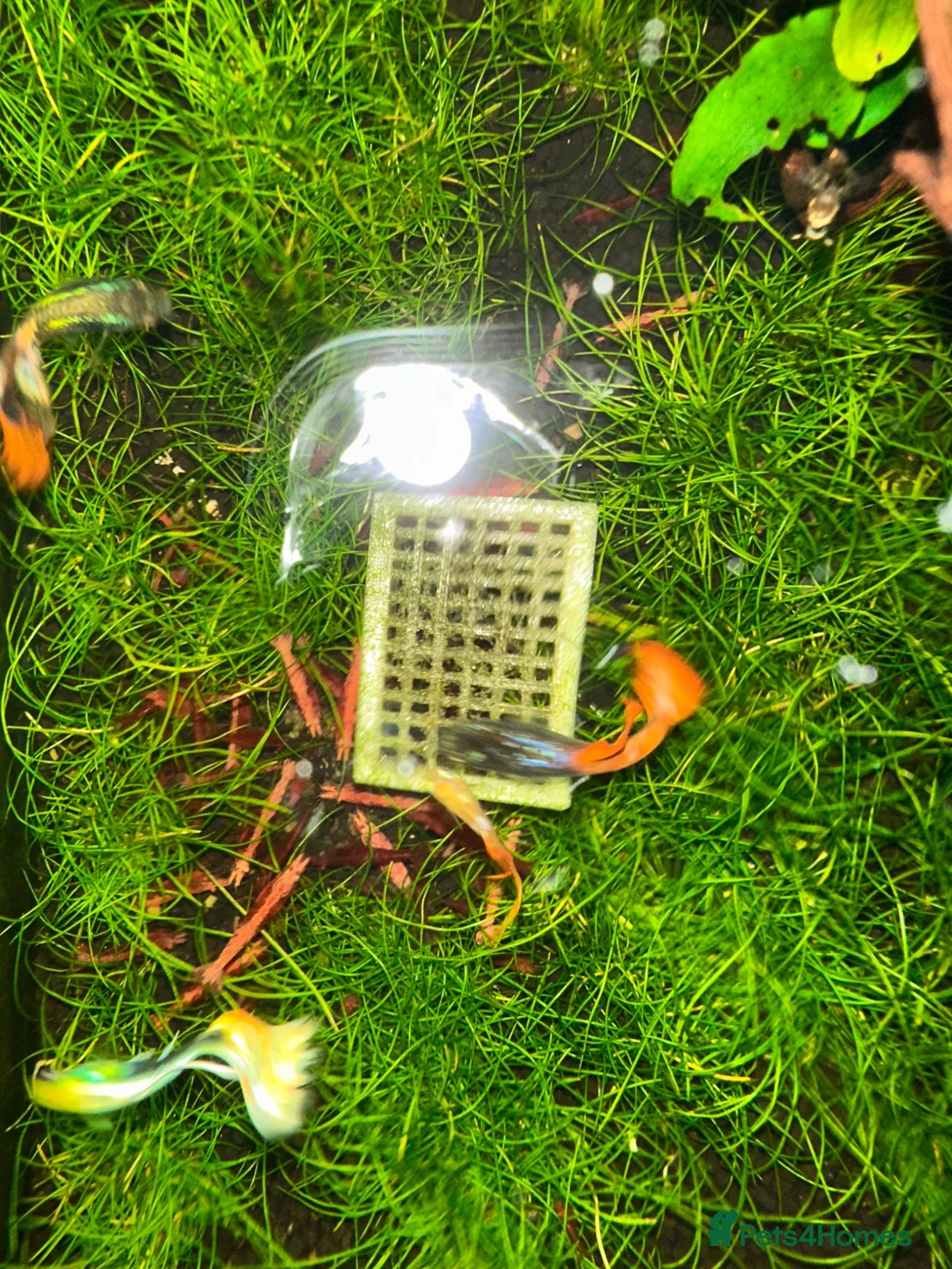 Shrimps fish for sale: Red cherry shrimp - Advert 4