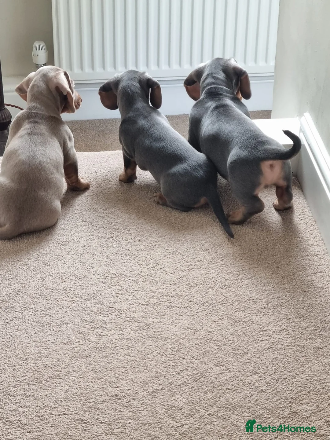 Dachshund dogs for sale: Male 1 Lilac & Tan Isabella - Advert 2