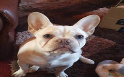 French Bulldog dogs for sale:  Platinum French Bulldog pup - Image 5