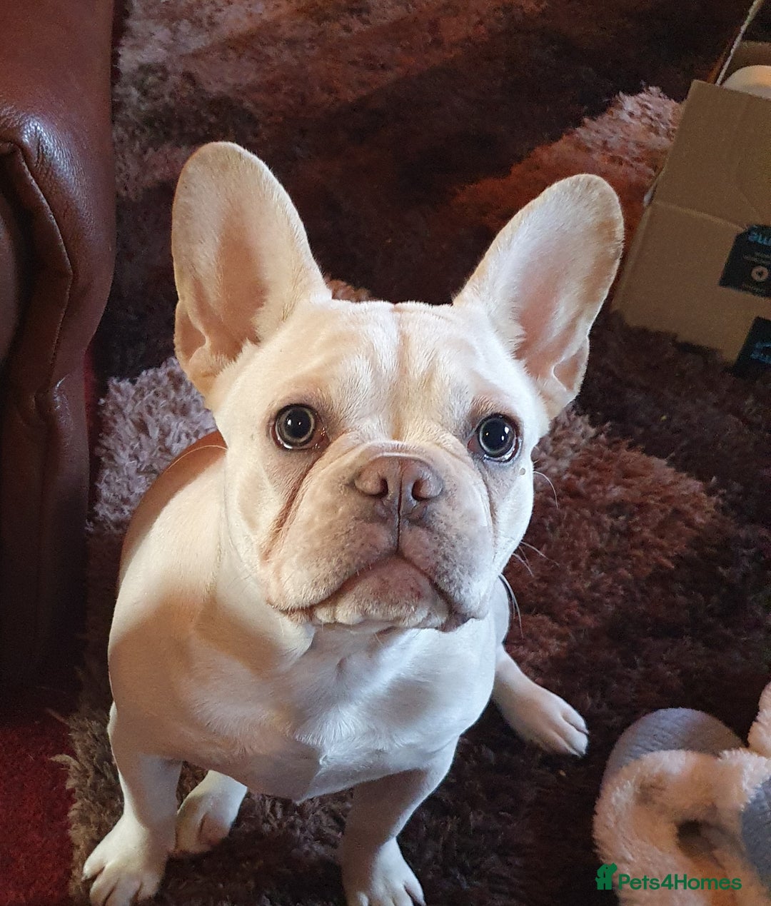 French Bulldog dogs for sale:  Platinum French Bulldog pup - Image 5