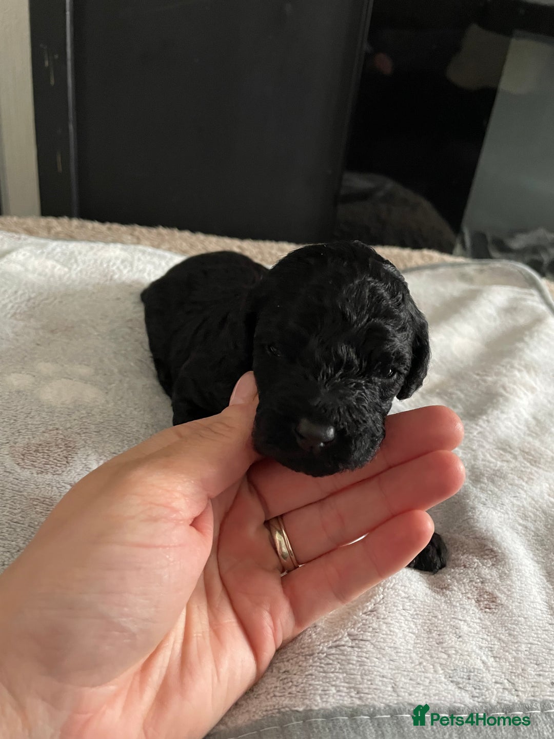 Cockapoo dogs for sale: 3 beautiful cockapoo puppies for sale  - Advert 15