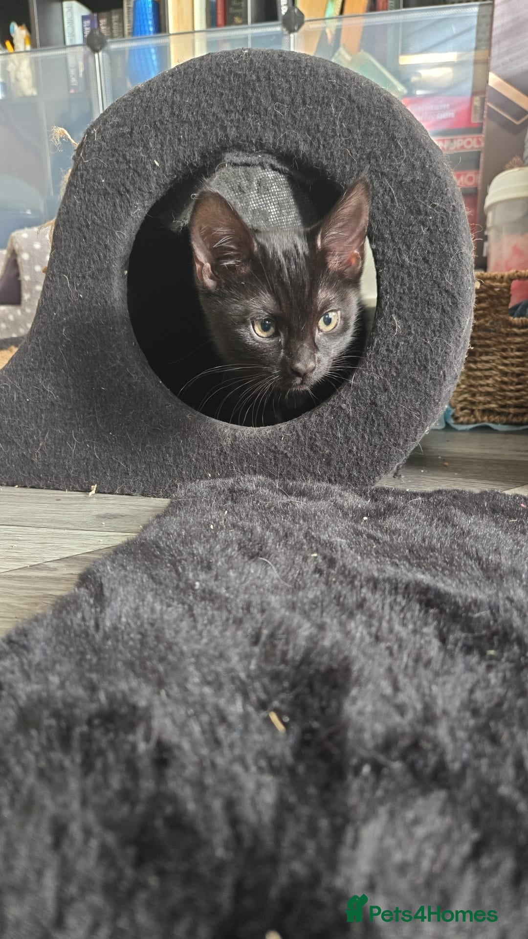 Mixed Breed cats Burmese/Main coon cross - Advert 11