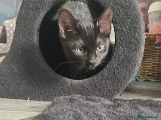 Mixed Breed cats Burmese/Main coon cross - Advert 13