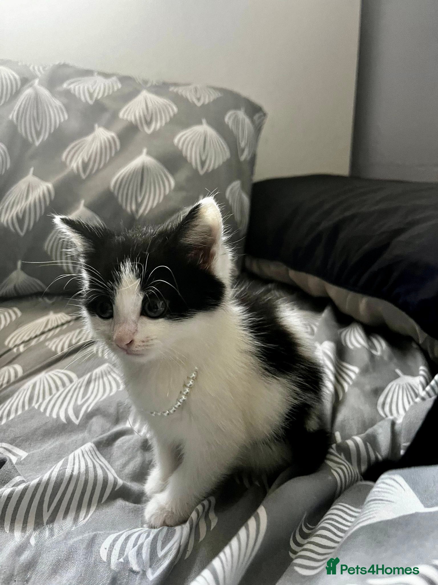 Domestic Shorthair cats URGENT – Kittens Need Loving Homes 🐾 - Advert 4