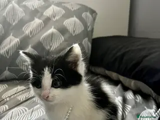 Domestic Shorthair cats URGENT – Kittens Need Loving Homes 🐾 - Advert 4