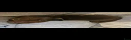Miniature Dachshund dogs for sale: gorgeous miniature dachshund girls - Advert 8