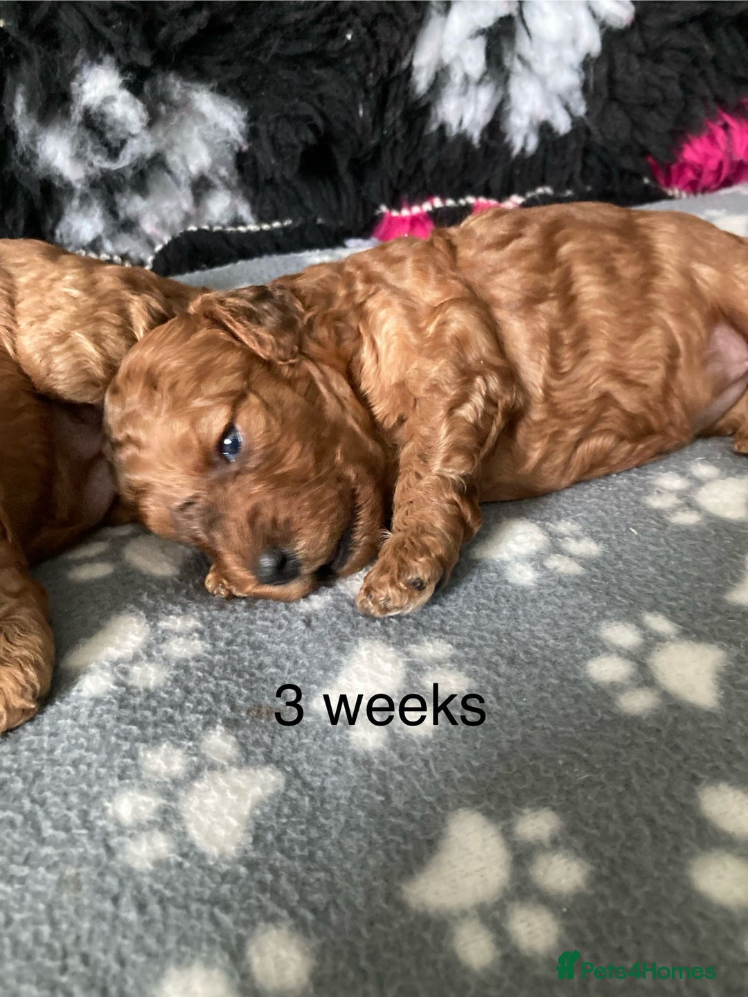 Cockapoo dogs for sale: f1b tiny cockapoo puppies - Image 14