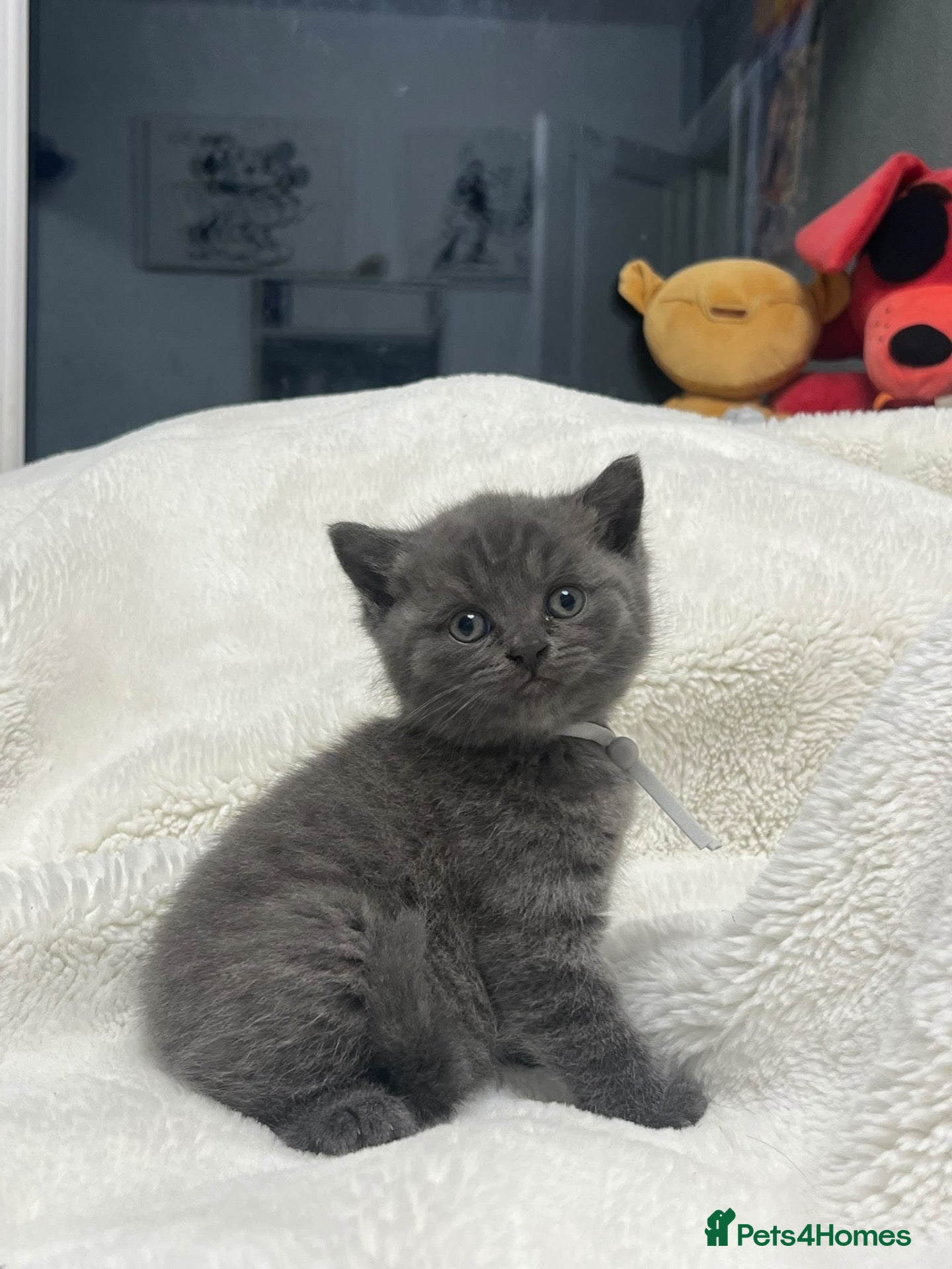 British Shorthair cats British shorthair kittens x5 Blue & silver tabby  - Advert 2