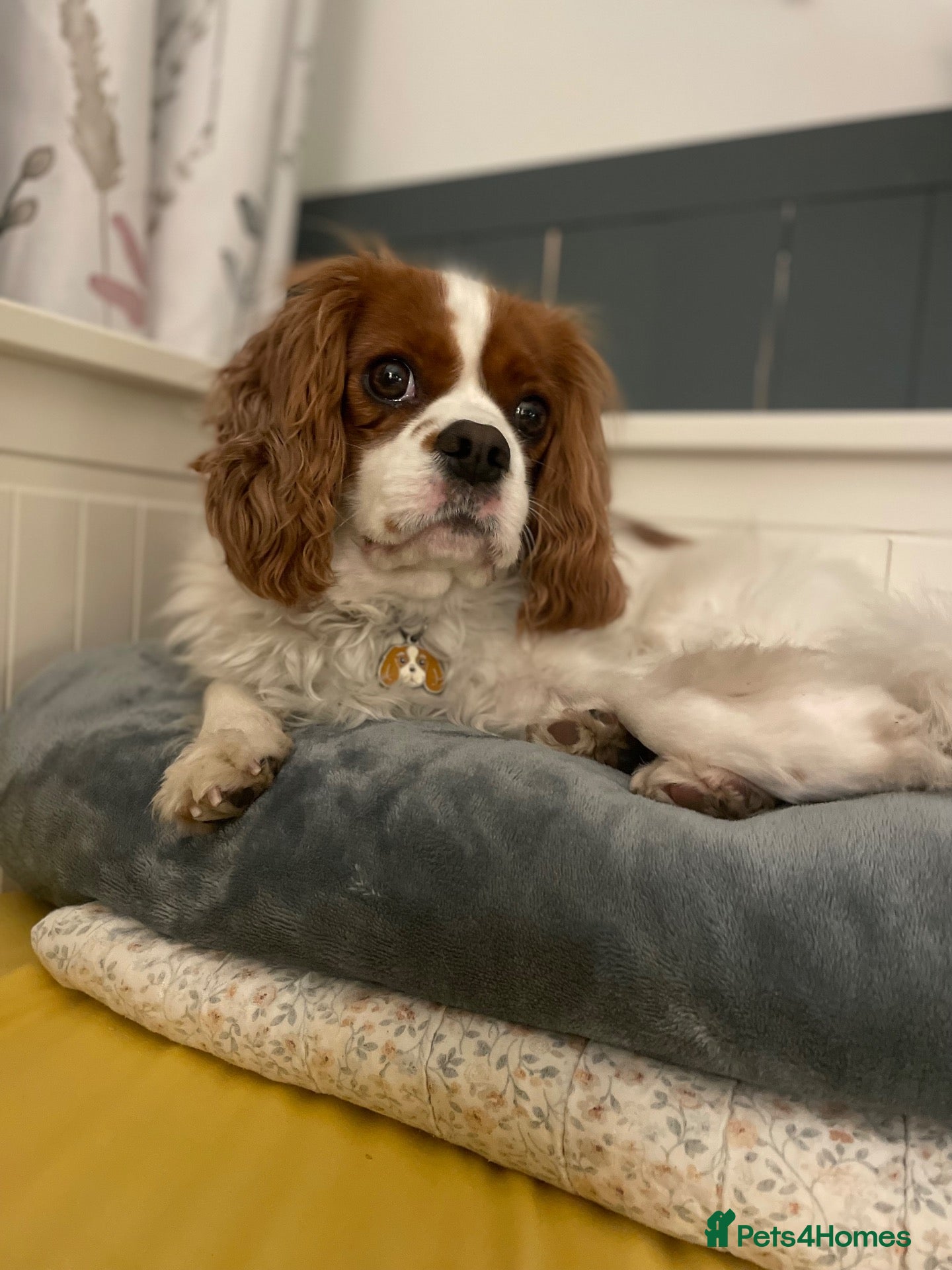 Cavalier King Charles Spaniel dogs Coco cavalier King Charles  - Advert 10