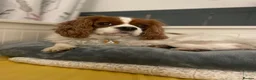 Cavalier King Charles Spaniel dogs for sale: Coco cavalier King Charles  - Advert 1