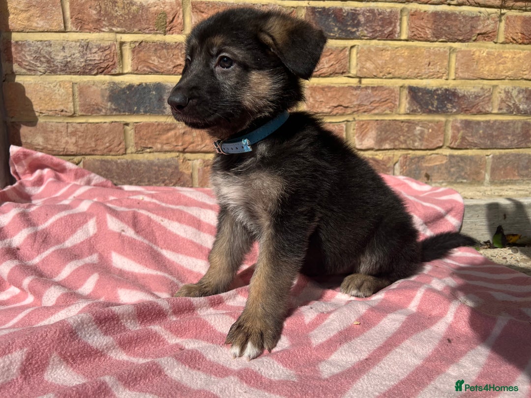 German Shepherd dogs for sale: Straight back short coat female GSD - Image 7