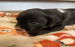 Springador dogs for sale: Springadors from working puppies  - Image 15
