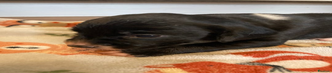 Springador Puppy 6
