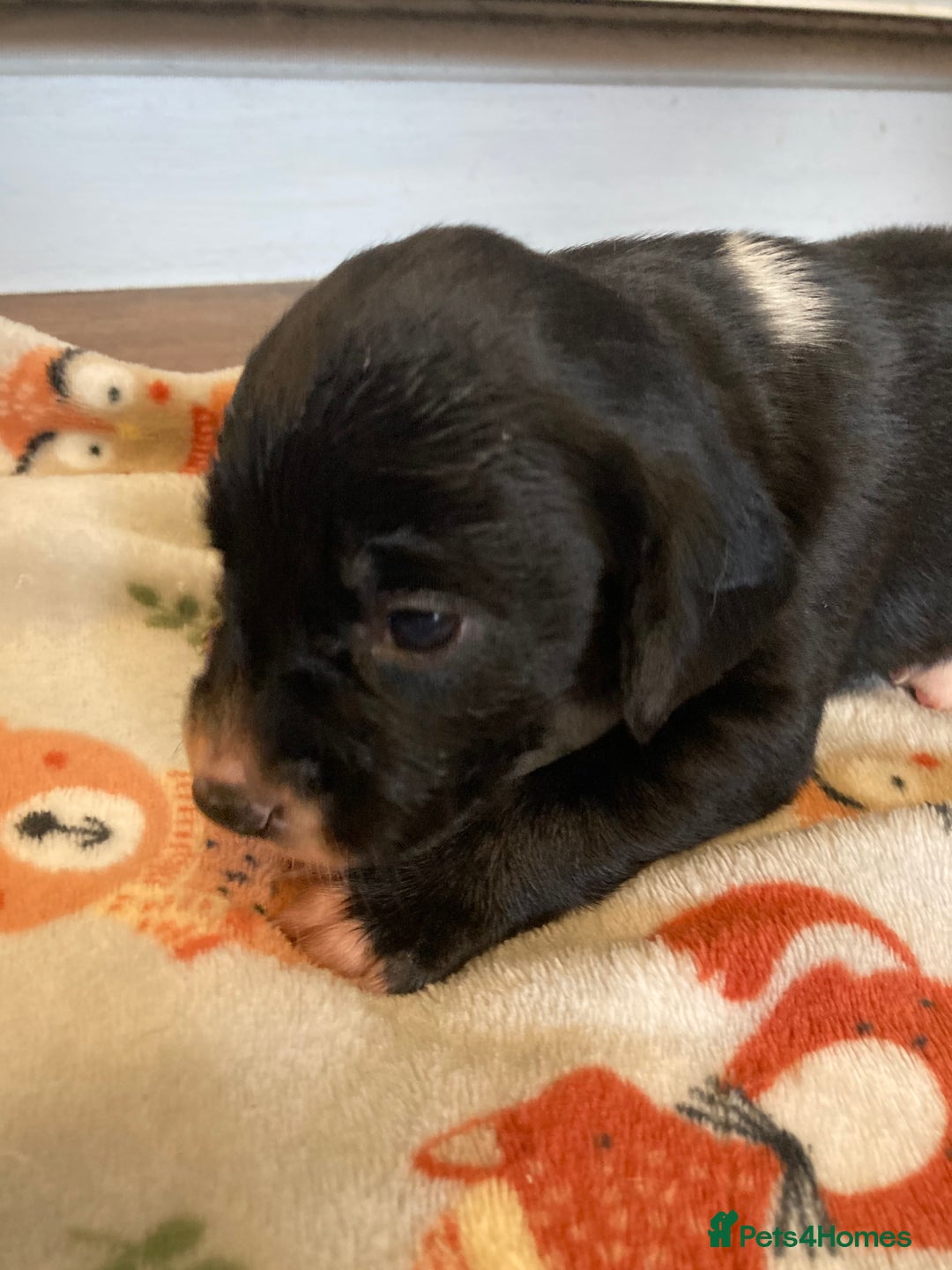Springador dogs for sale: Springadors from working puppies  - Image 15