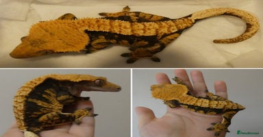 Gecko reptiles - Advert 6
